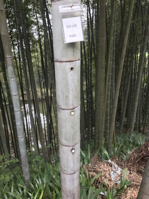画像を拡大表示