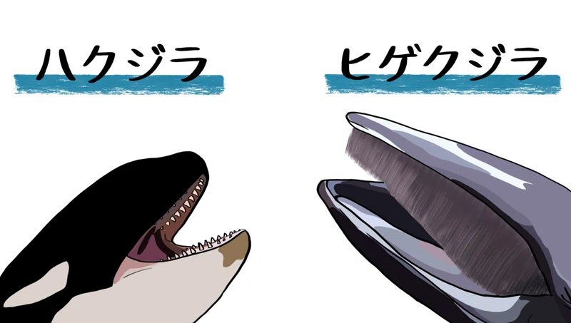 【第4回JWCSラジオ リンク記事】 クジラ類の種と分類|認定NPO法人 野生生物保全論研究会(JWCS)