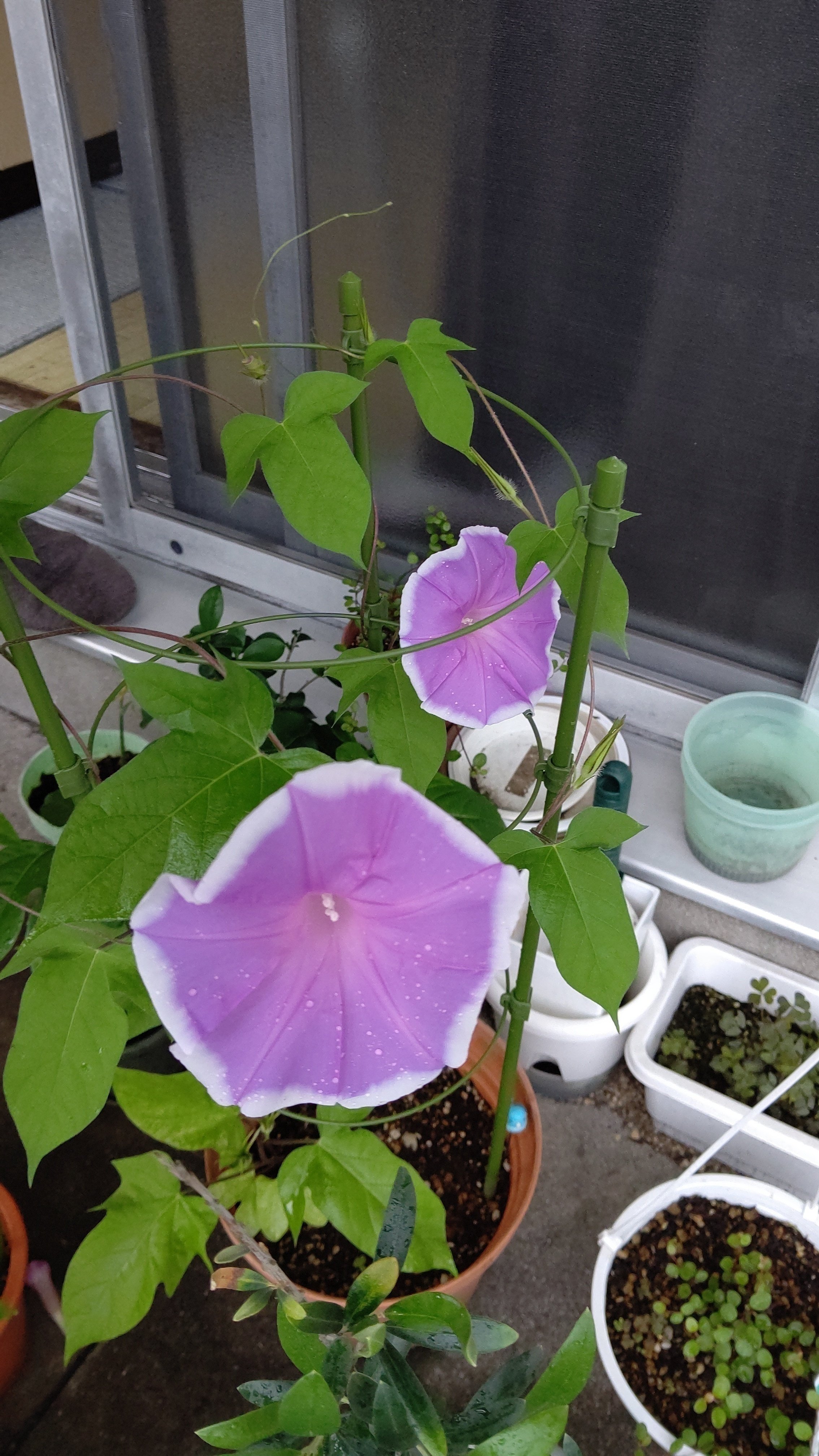 あさがお観察日記 植えてから72日目 もなちん ぶんちょと鸚哥のカイヌシ Note