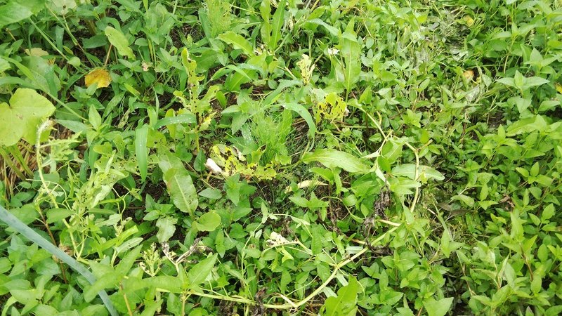 この長雨でスイカの葉に黒い斑点が･･･炭疽病というやつでしょうか。実がほとんどヤラレたタイミングでこれとはまさに踏んだり蹴ったり。残念ながら今年はあきらめねばなりませんか。写真撮り忘れましたがトマトも一気に調子悪い感じになりました。この辺乾燥に強いですが、雨が降りすぎると良くないですね。。。