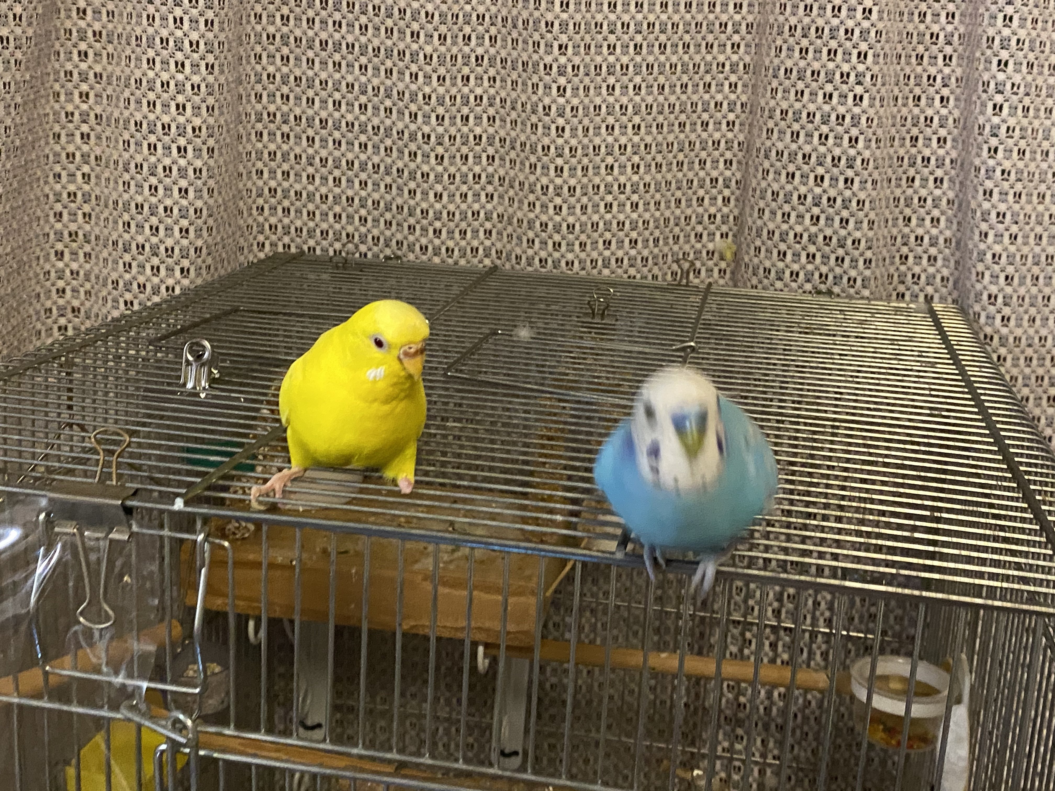 Iphone大好きインコをカメラにおさめる裏側 りあこ Note