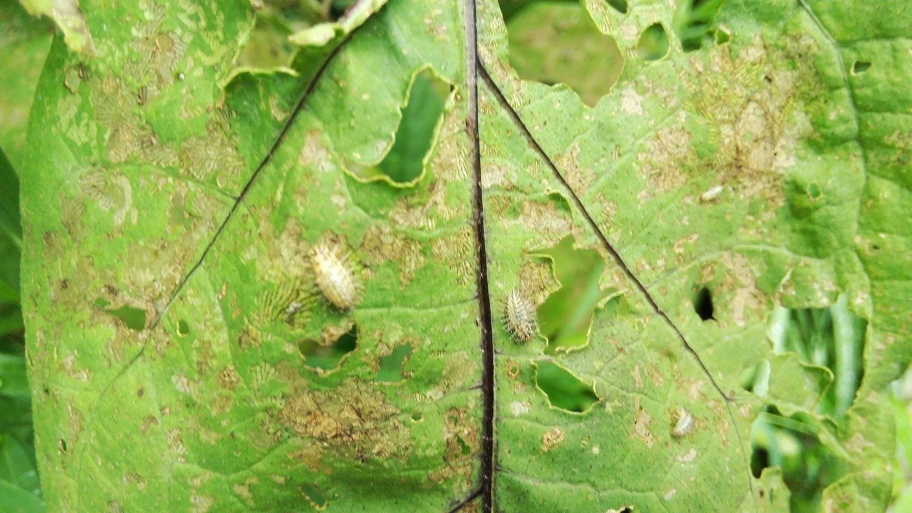 0716 ナス 虫に食われる 草野京楽 Note 0716 ナス 虫に食われる 草野京楽 Note