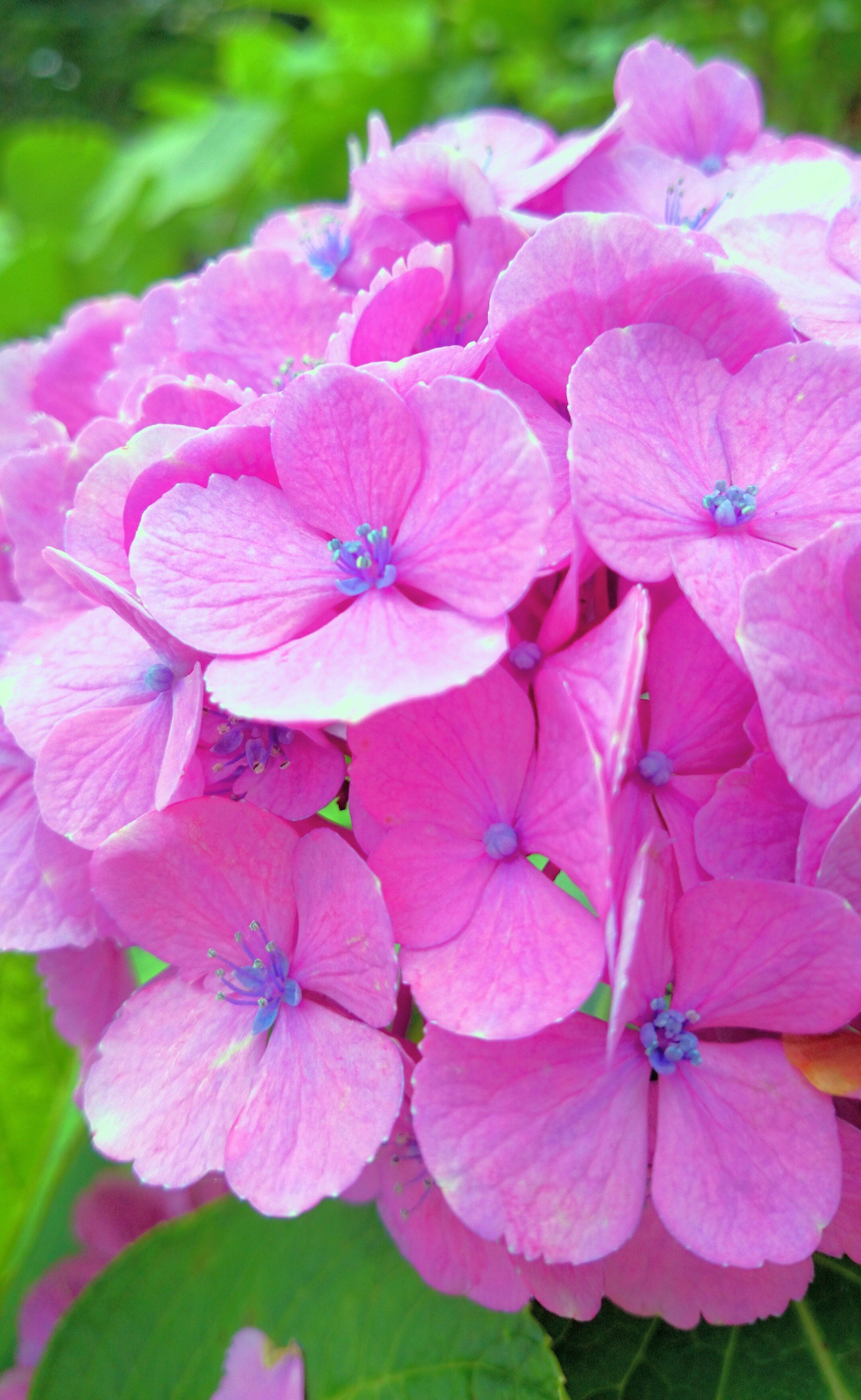 おはようございます 葉を纏う小さなクジャク紫陽花よ ﾟ ﾟ 望美 写真 3d弁当 ガーデン弁当 Note