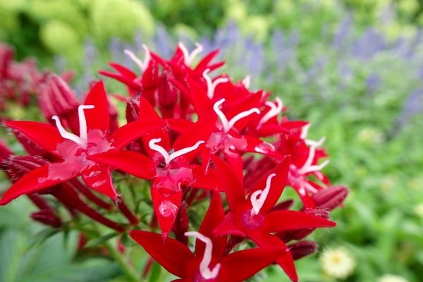 ペンタスの花言葉は花びらの形が星に似ていることから希望が叶う願い事 の新着タグ記事一覧 Note つくる つながる とどける ペンタスの花言葉は花びらの形が星に似ていることから希望が叶う願い事 の新着タグ記事一覧 Note つくる つながる とどける