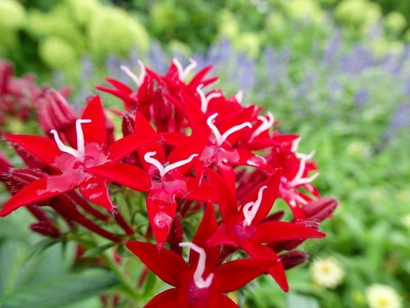 ペンタスの花言葉は花びらの形が星に似ていることから希望が叶う願い事 の新着タグ記事一覧 Note つくる つながる とどける