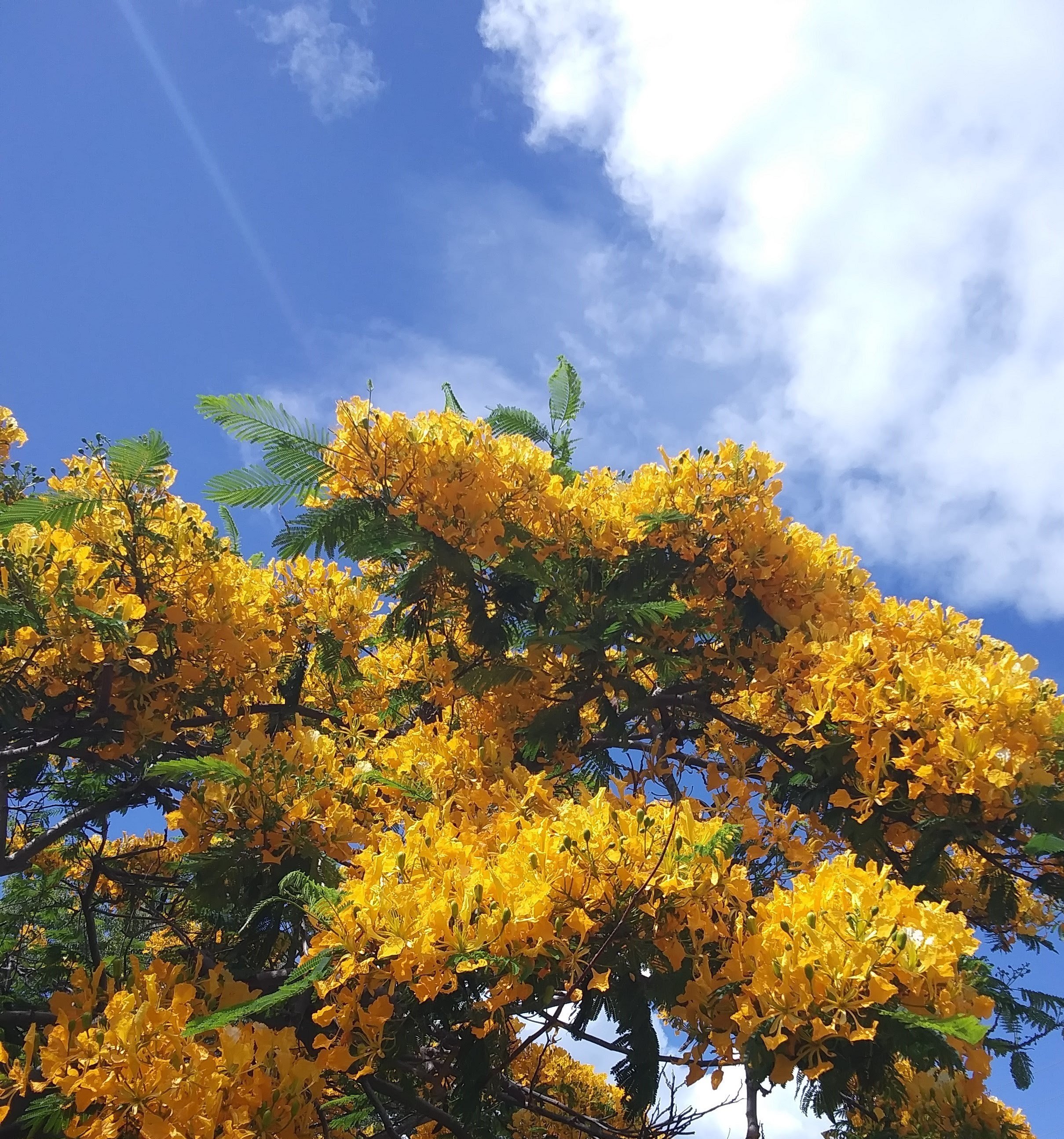 今のハワイ あの黄色い花の木は 今もまだまだ満開 Melemele ʻōlenalena Yellow Kahale Uchi Note