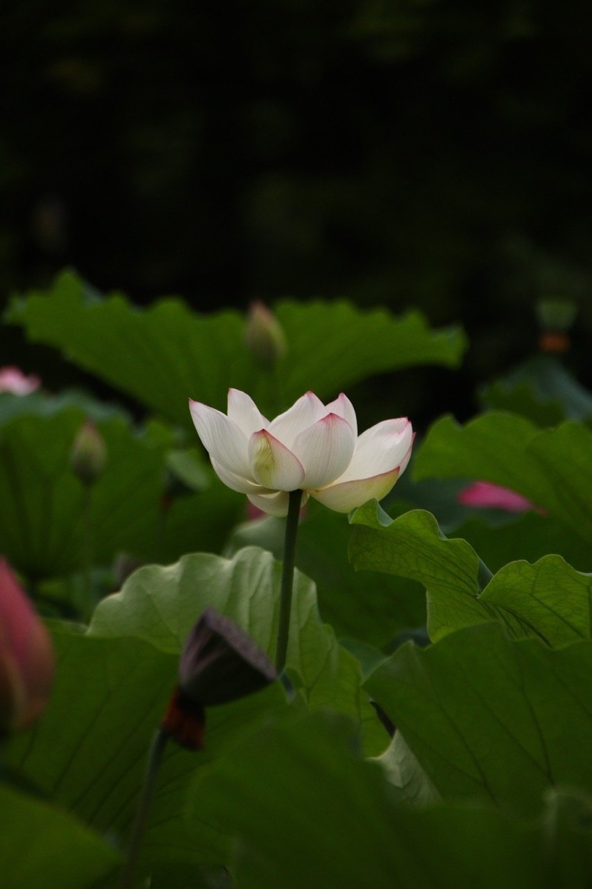 鶴舞公園のハスの花 Pup Note