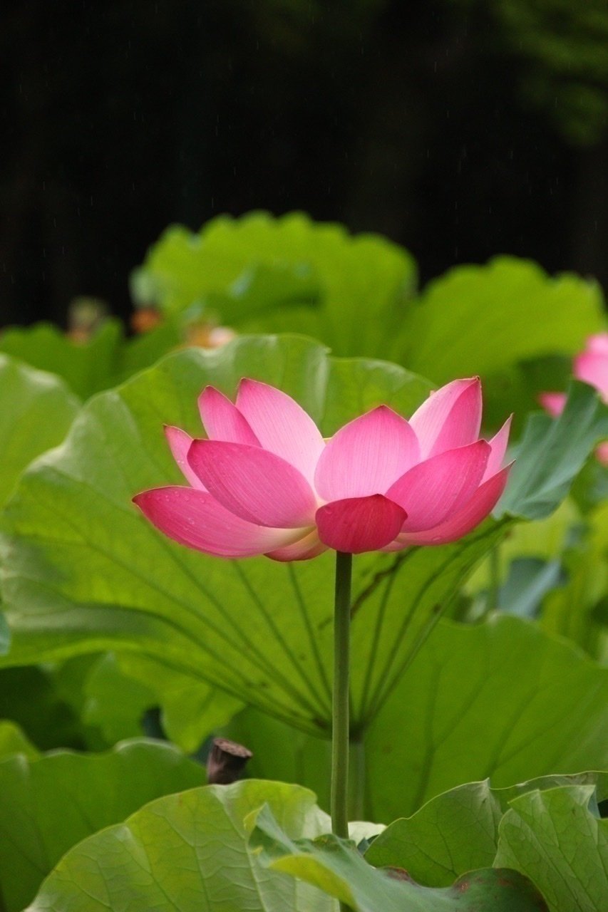 鶴舞公園のハスの花 Pup Note