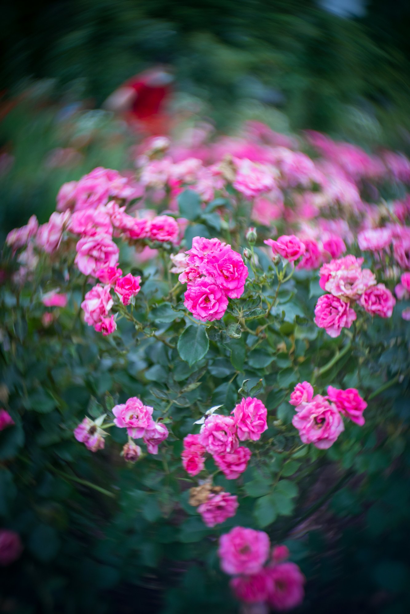 ぐるぐるボケ いち にいさん Note