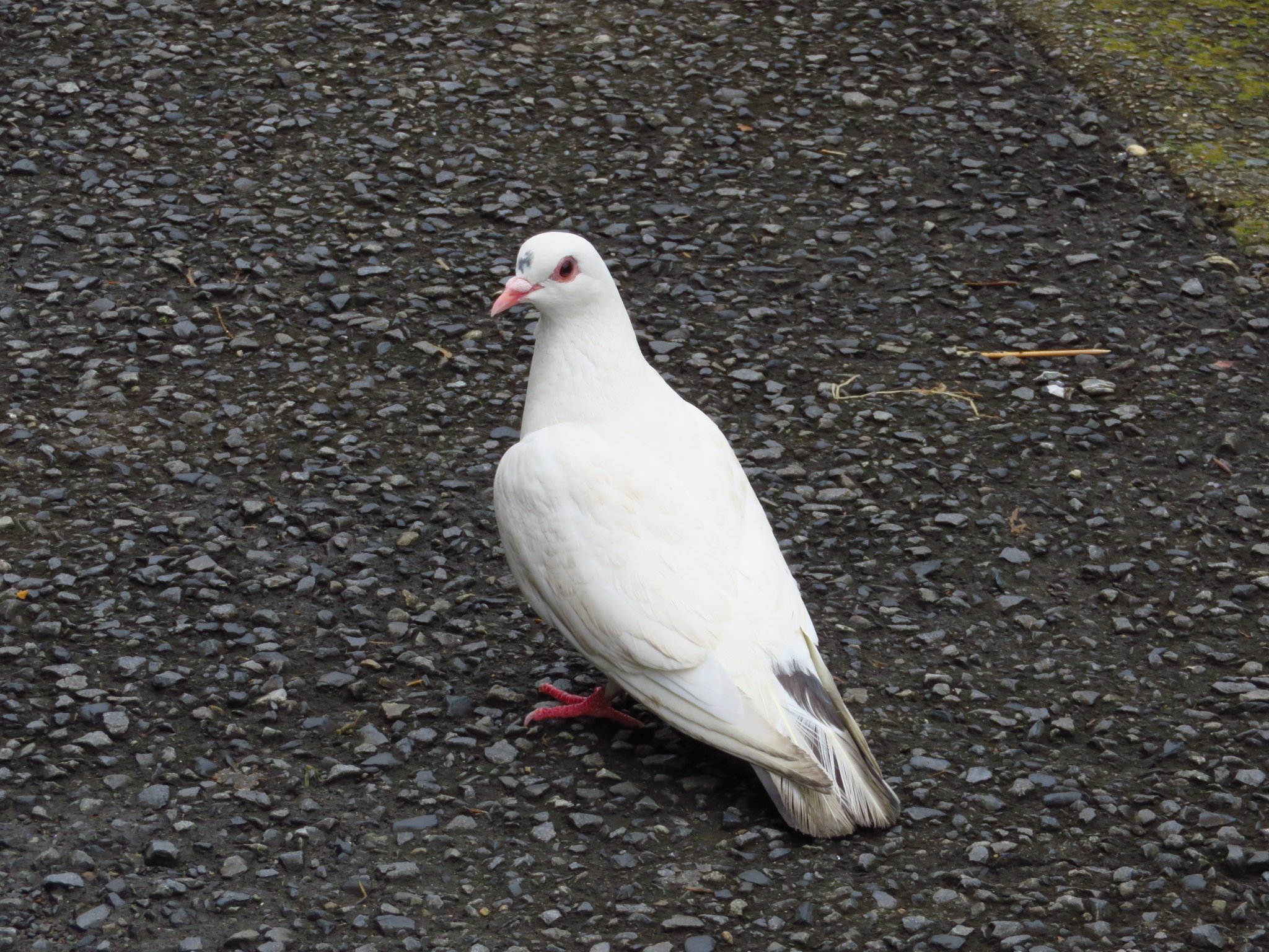 街かどで平和のつかい白鳩に出会いました ひろくま Note