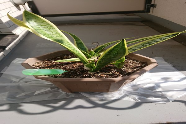 レオン の定番タグ記事一覧 Note つくる つながる とどける