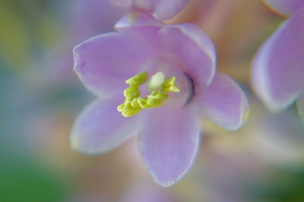 ヤブランの花言葉忍耐隠した心 の新着タグ記事一覧 Note つくる つながる とどける ヤブランの花言葉忍耐隠した心 の新着タグ記事一覧 Note つくる つながる とどける