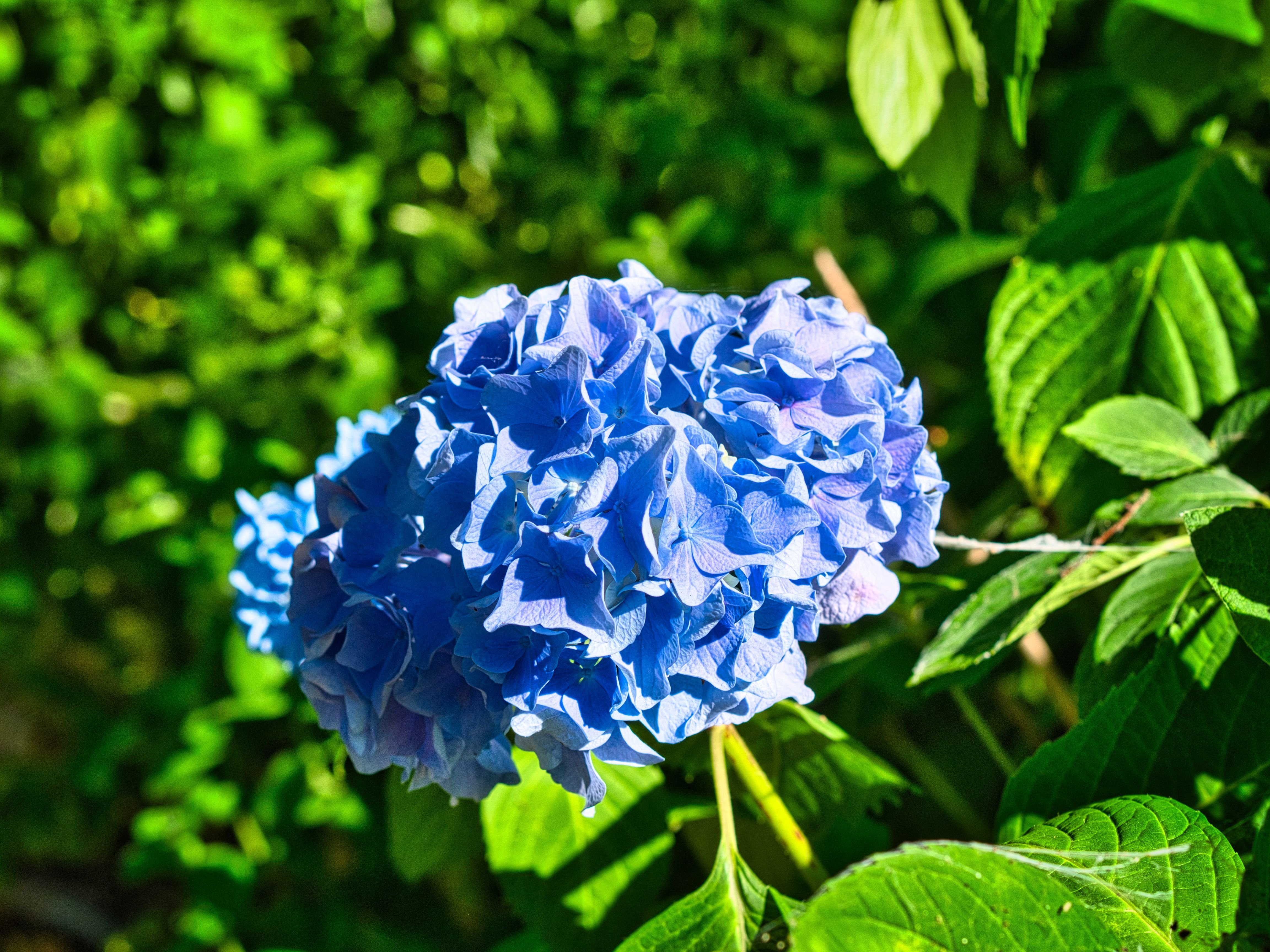 今年の紫陽花 クロノツカヤ Note