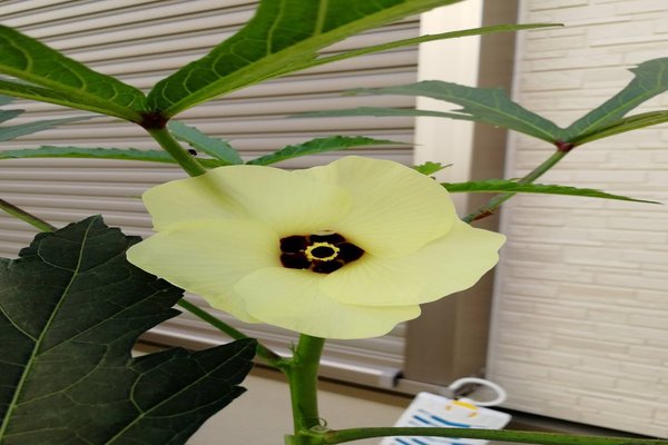 おくらの花 の新着タグ記事一覧 Note つくる つながる とどける