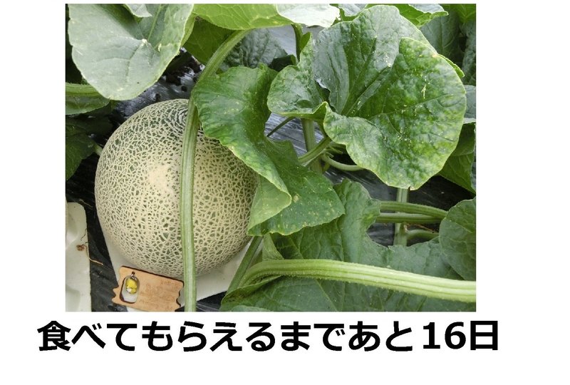 玉から伸びている葉が少しずつ薄くなってきています。収穫する日が近づいてきている証拠です。※農園へのコンタクトはこちら http://furano-kanofarm.com/