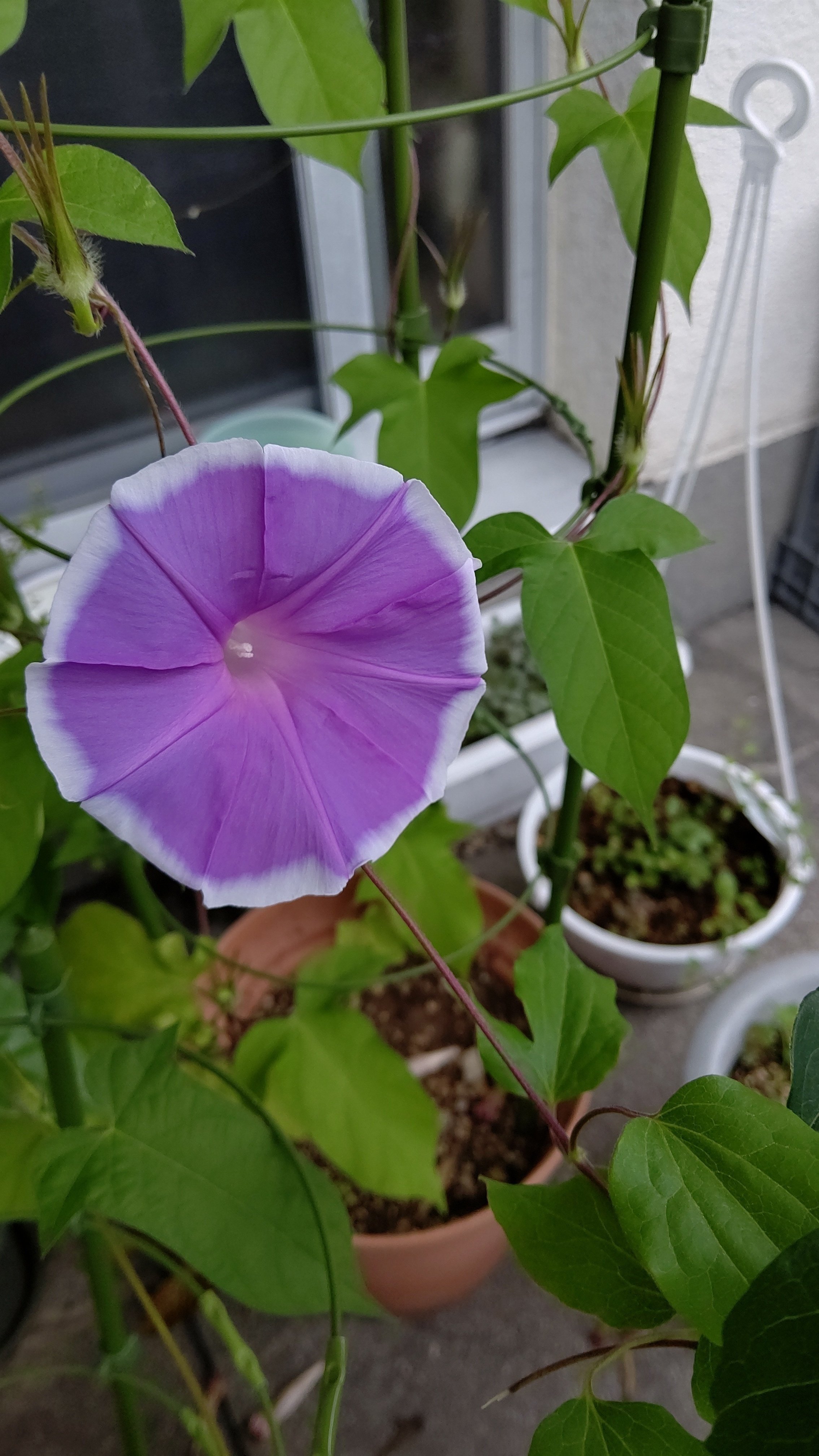 あさがお観察日記 植えてから80日目 もなちん ぶんちょと鸚哥のカイヌシ Note