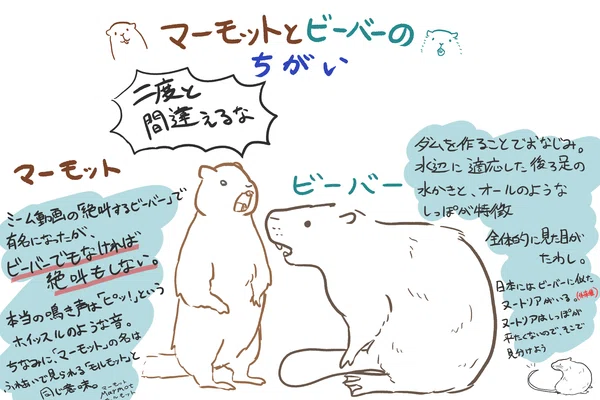 叫ぶビーバーはビーバーじゃない普及委員会 の新着タグ記事一覧 Note つくる つながる とどける 叫ぶビーバーはビーバーじゃない普及委員会 の新着タグ記事一覧 Note つくる つながる とどける