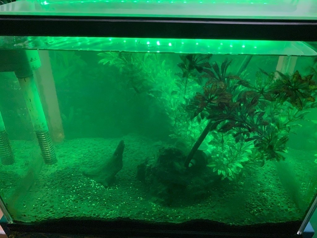 この１匹がお隠れになったら 熱帯魚を飼うところから撤退しても良いのかもしれない Ryodawonder 髙橋竜 Note