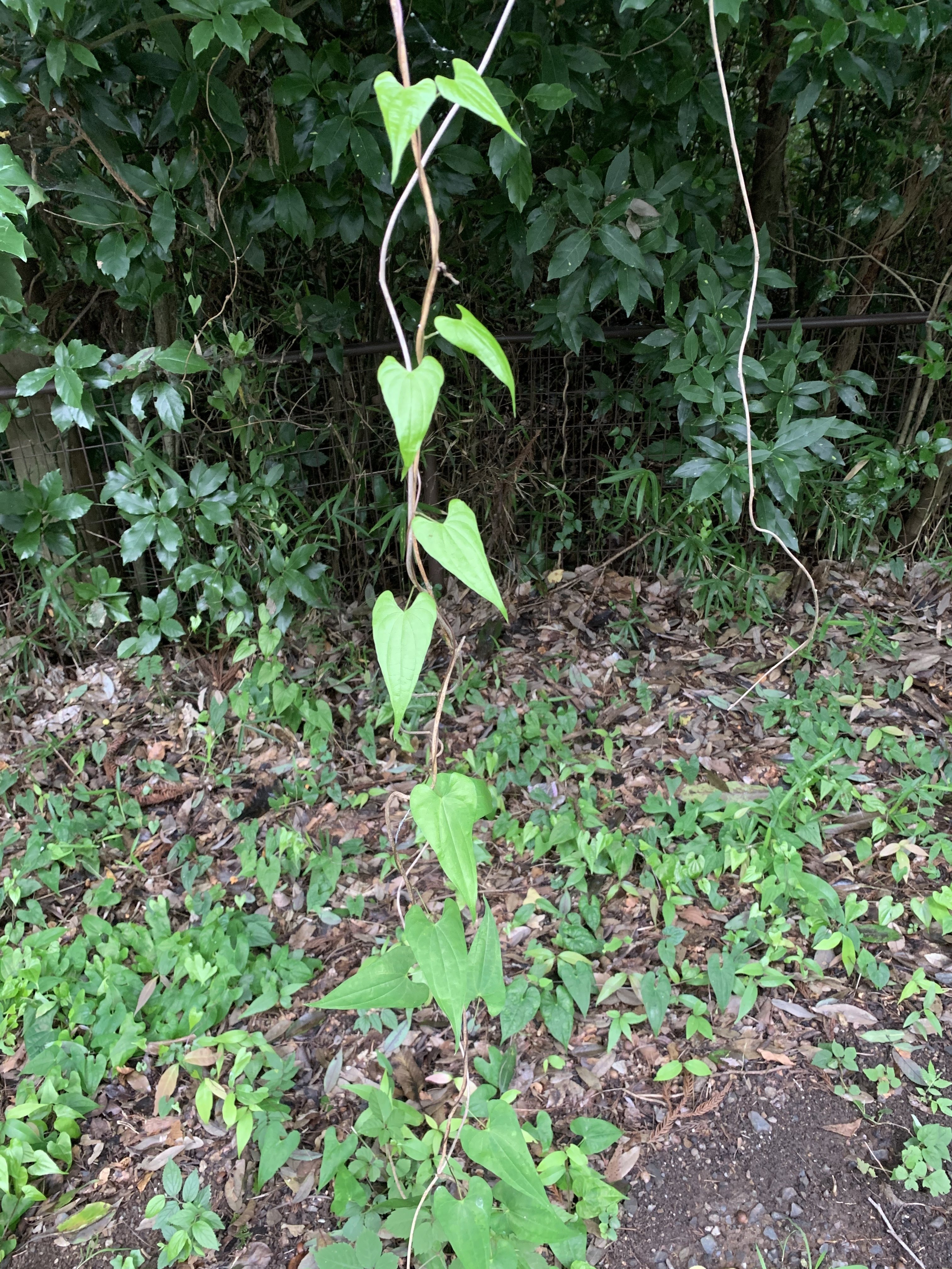 ツルが伸びる植物 Maco Note