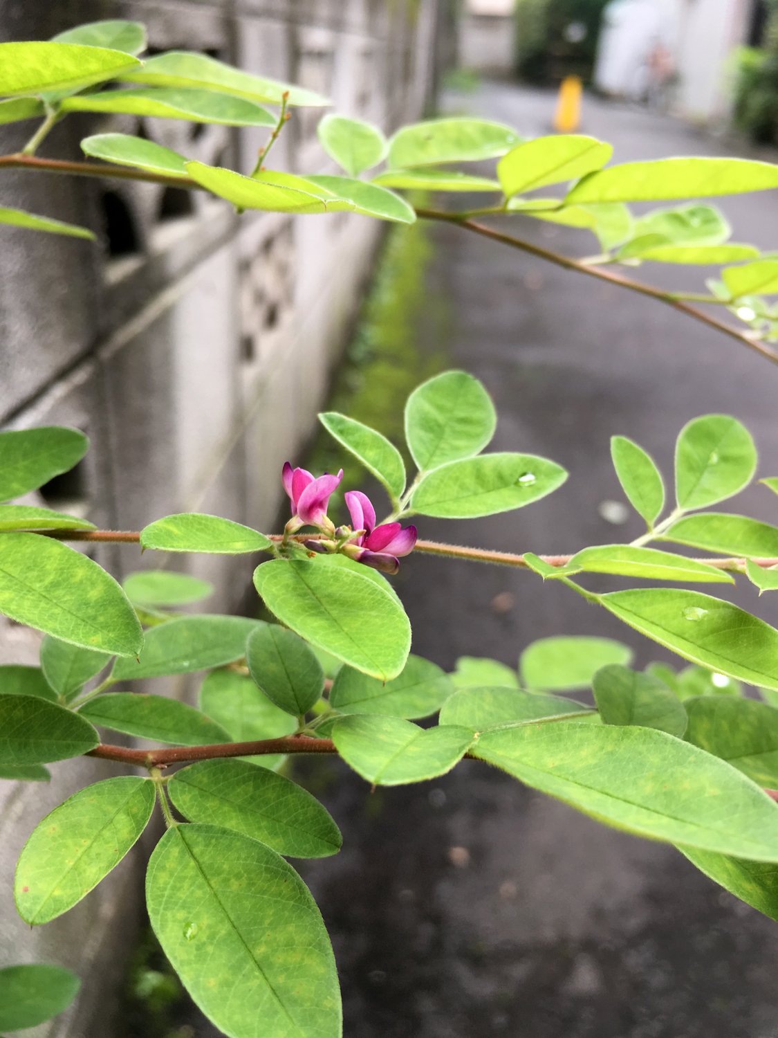 きれいな葉と可愛いお花 花と日々 Yas Note