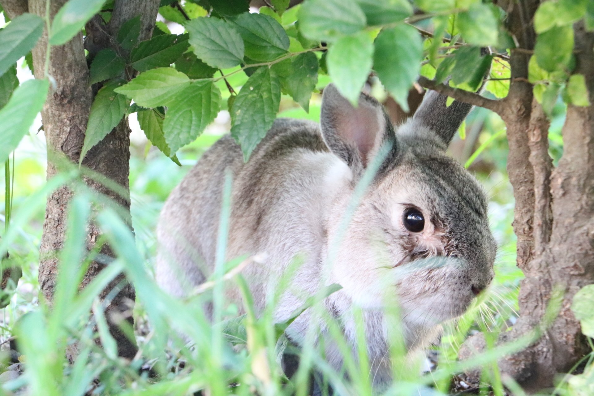 一眼レフで撮影した動物たち はらっち Note