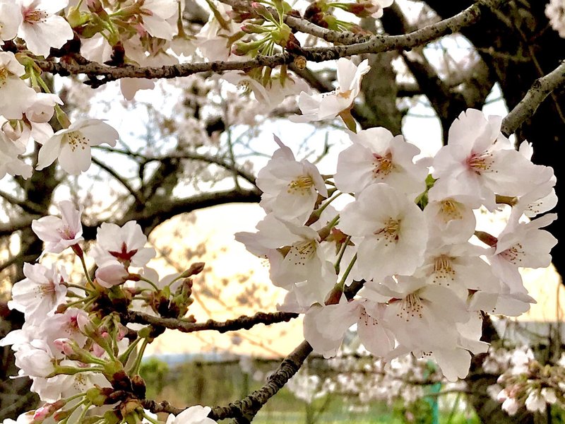 大好きな人に会いに行った春。あの日見た桜の色の清らかさを、わたしは生涯忘れない。