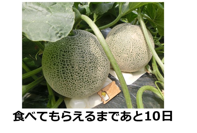 種から１１０か過ぎました。いよいよあと１０日です。 ※農園へのコンタクトはこちら http://furano-kanofarm.com/