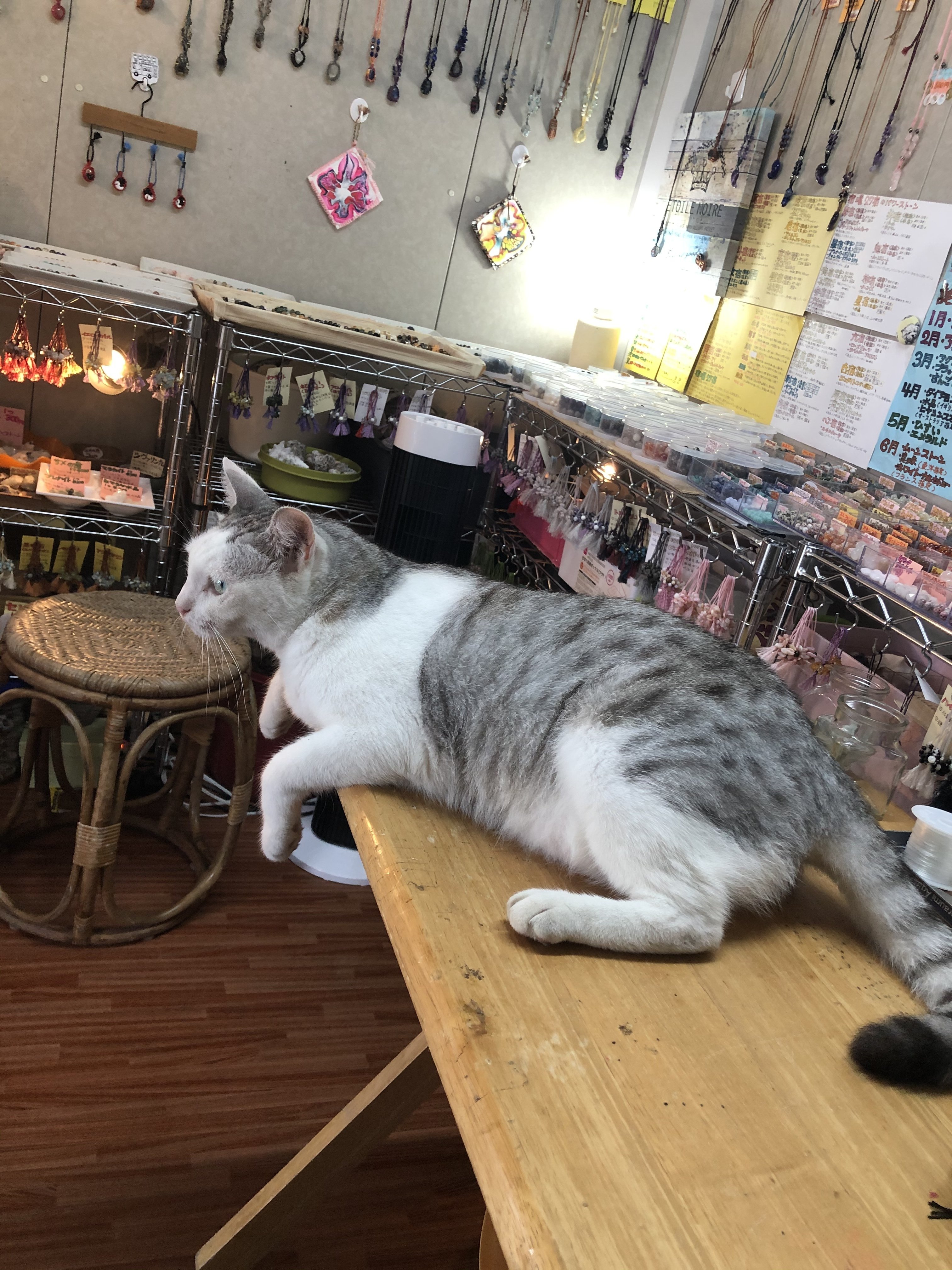 猫の店番 シェルandジェムズ Note