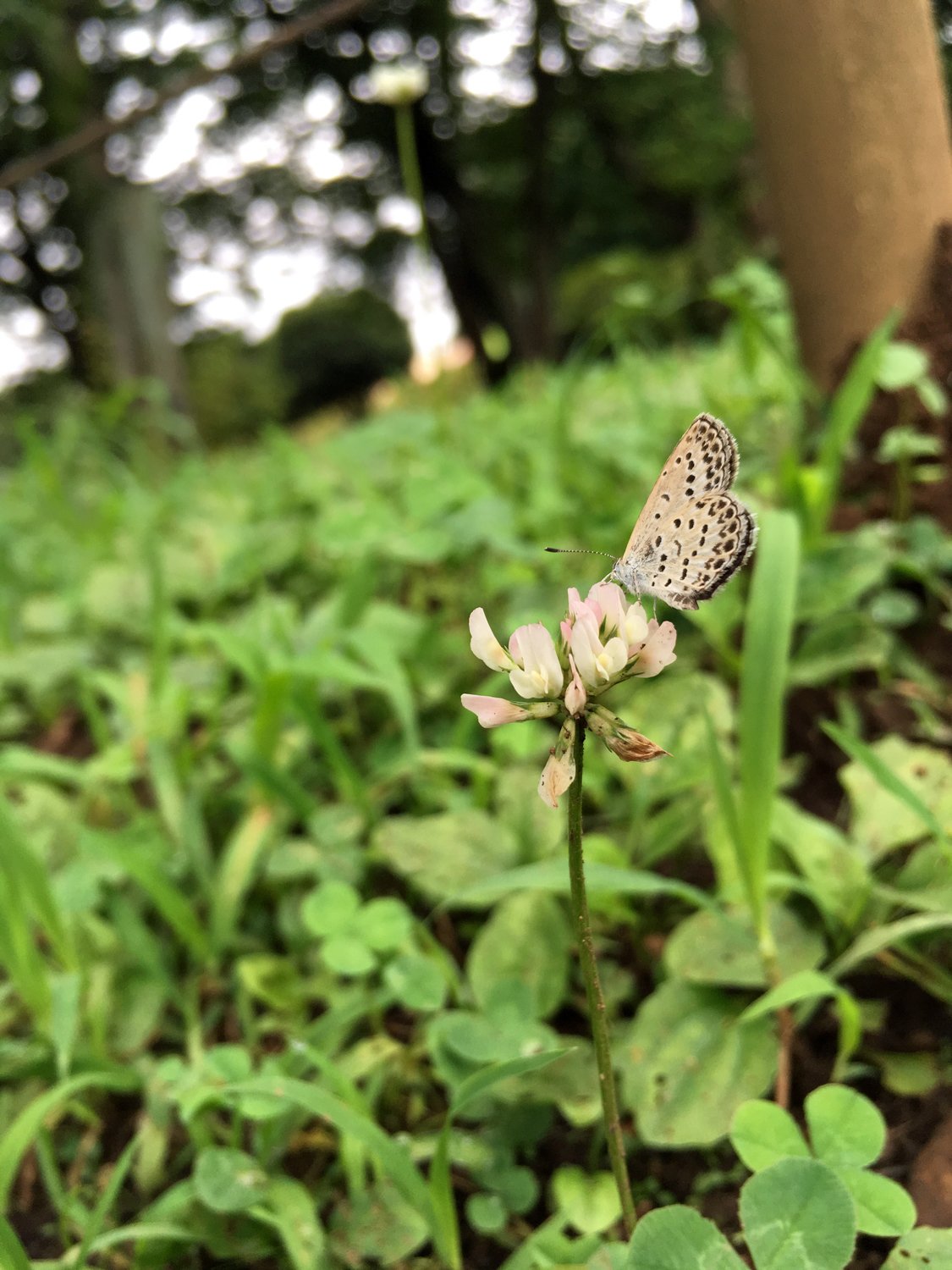 シジミチョウは シロツメクサがお好き 花と日々 Yas Note