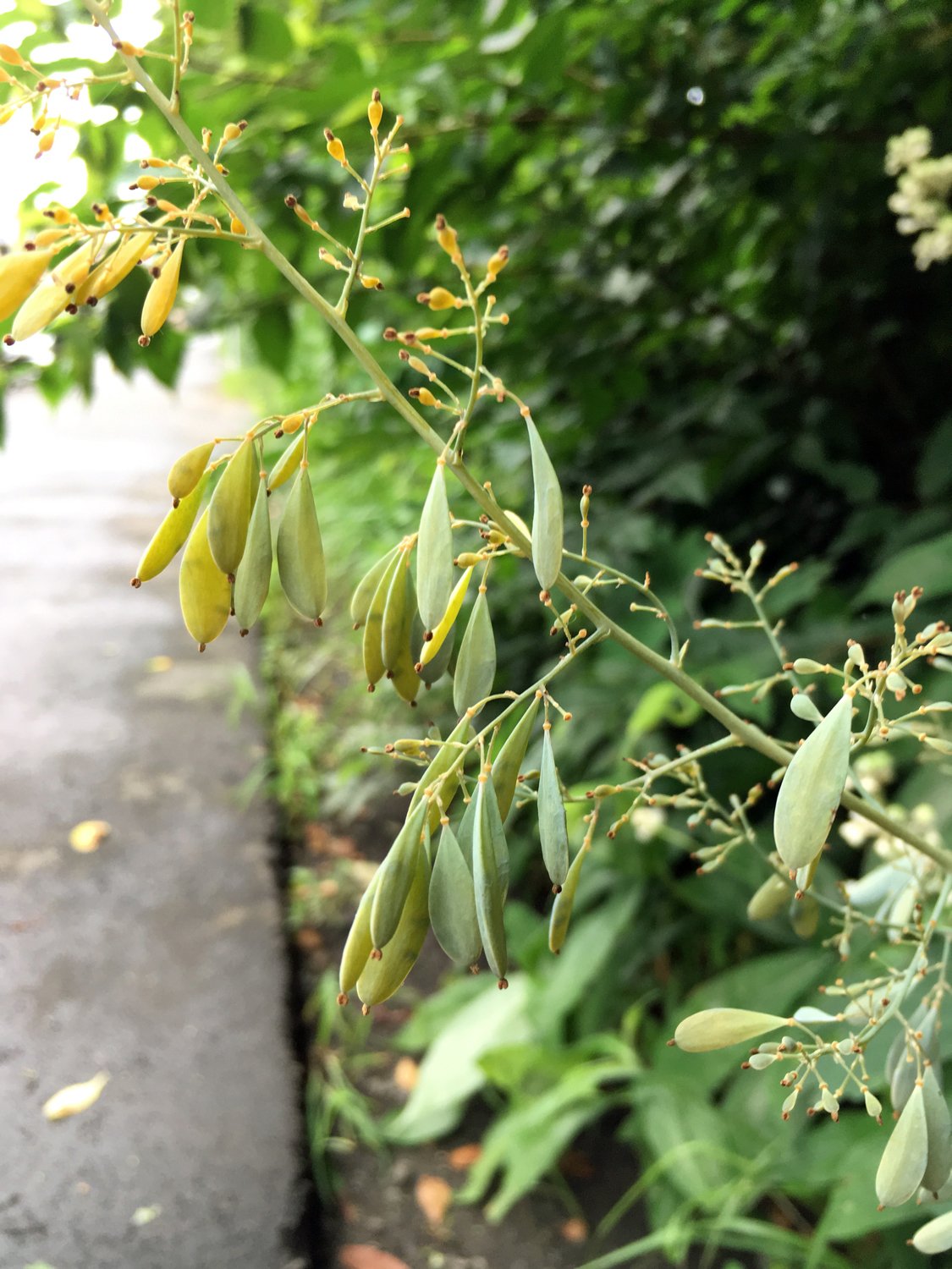 ピアスがたくさん揺れているような植物 花と日々 Yas Note ピアスがたくさん揺れているような植物 花と日々 Yas Note
