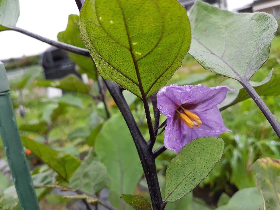 今日の畑 2020 7 29分 ナスの花とマリーゴールド はた坊 Note