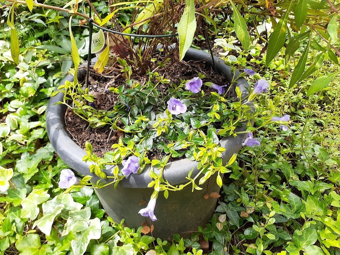 今日の庭 7 30 ベコニアと赤葉千日紅と の苗を3種類 植えたぞぉー Hana Note