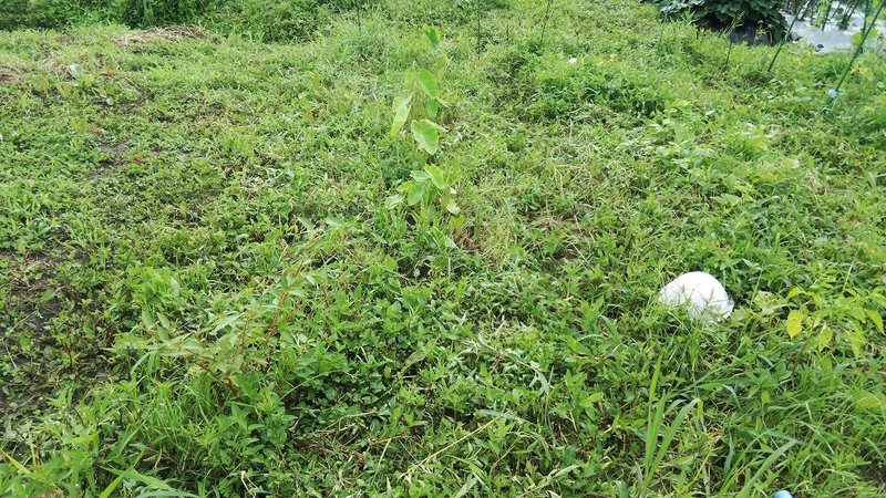 3号地は一番東側にサトイモとショウガの混植。サトイモも逆さ植えにしていたせいか芽が出るのが遅くて、よそや庭のものとくらべたらめっちゃ小さいです。ショウガはようやく芽が出始めた感じで遠目には視認不可能です(;^_^A