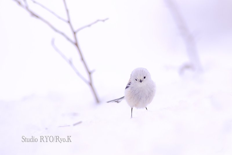 雪の妖精 の新着タグ記事一覧 Note つくる つながる とどける