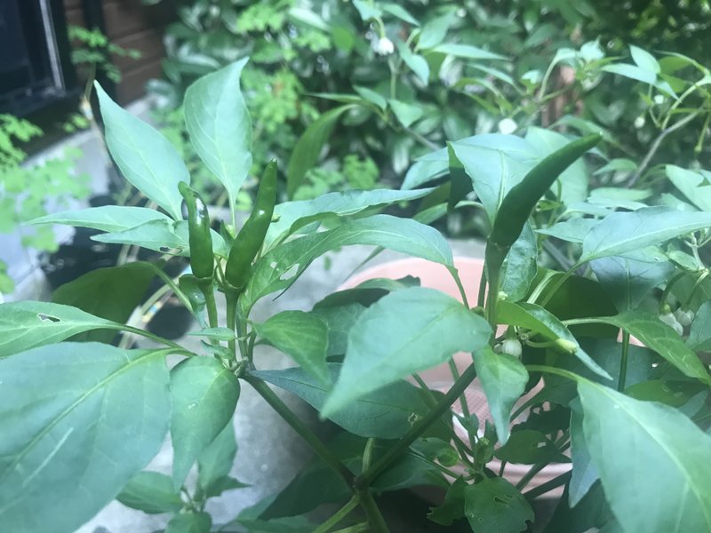 長雨で大丈夫か心配だったけど、第1号の実がついた〜！初めての唐辛子🌶これで作りたいものがあるのだ〜！ふふふ