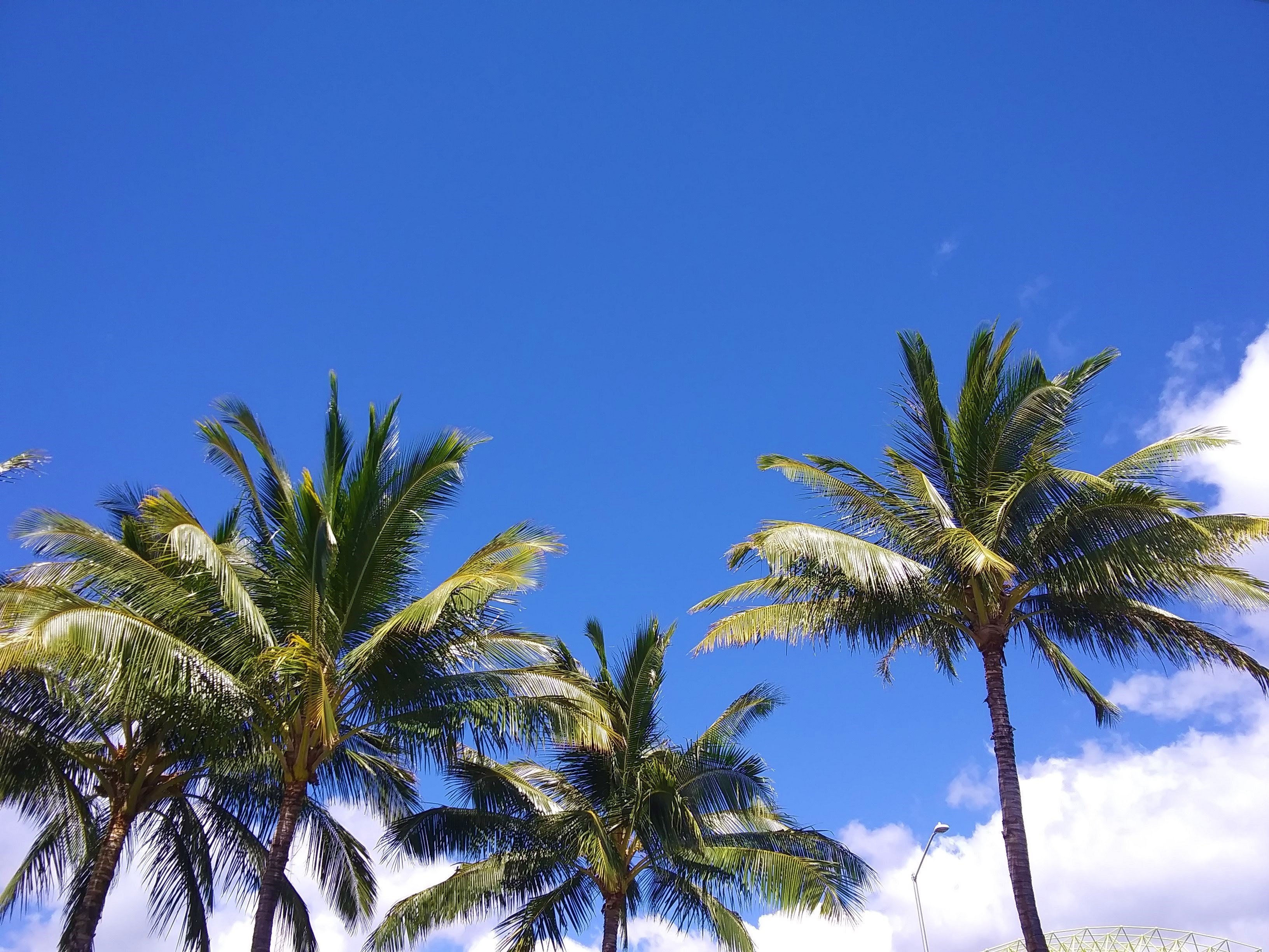 今日のハワイ きょうも椰子の木と空 友達 Hoaaloha ホアアロハ Friend Kahale Uchi Note