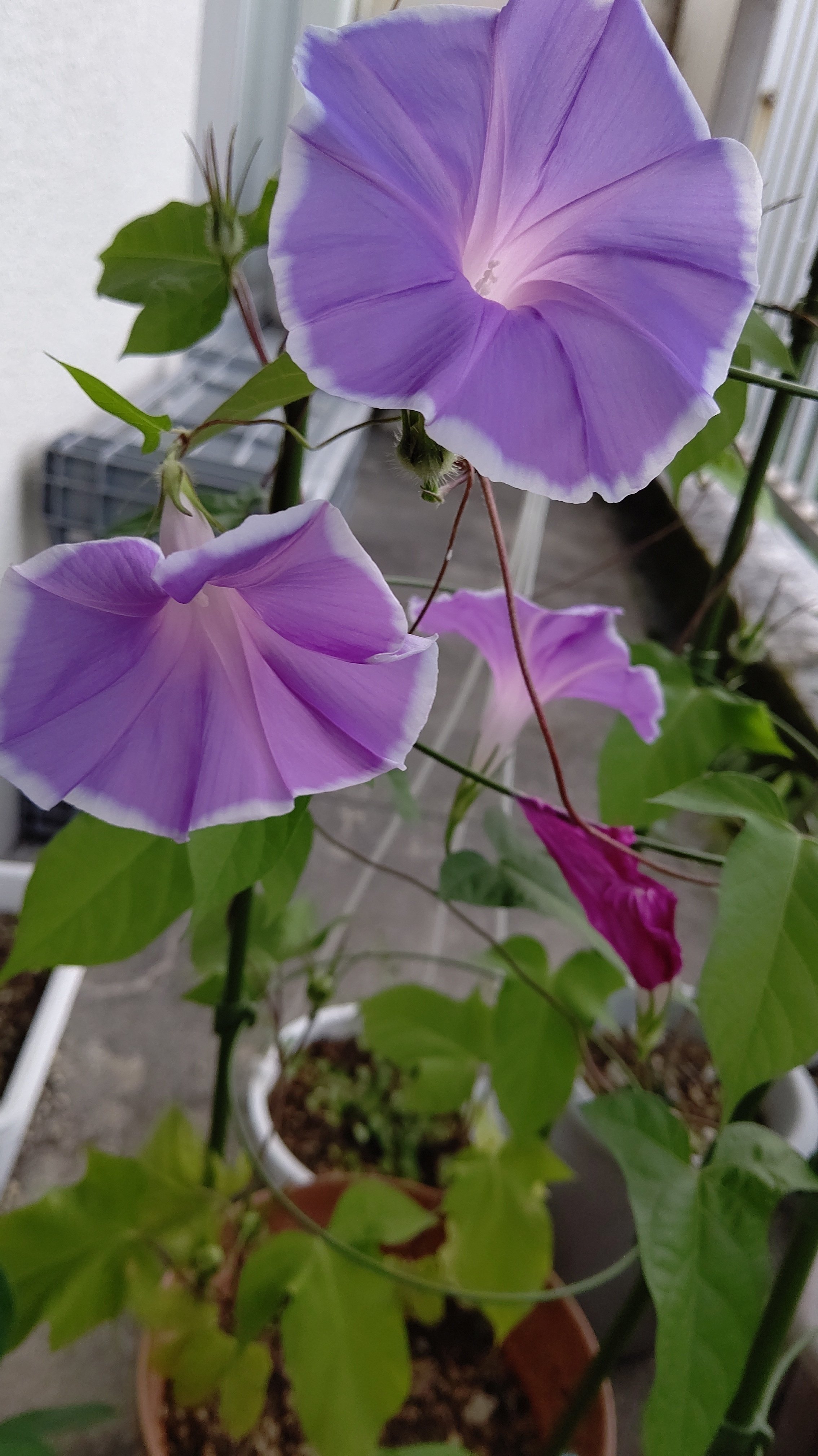あさがお観察日記 植えてから92日目 もなちん ぶんちょと鸚哥のカイヌシ Note