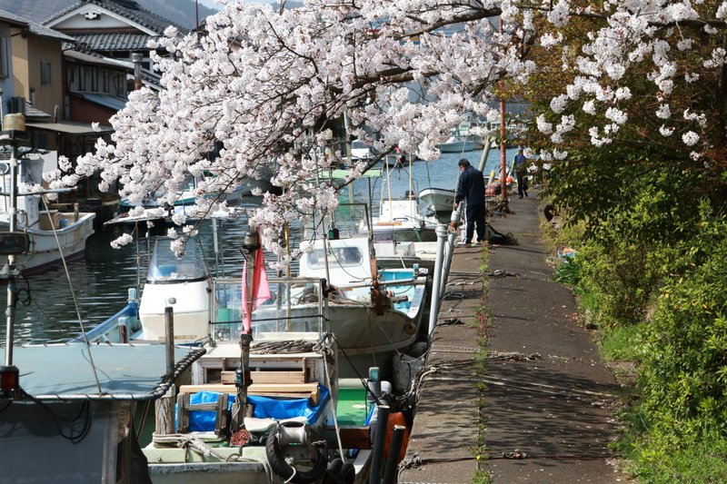 桜が咲く頃、船とのコラボは美しい