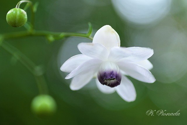 可憐な夏の花 蓮華升麻 レンゲショウマ 花言葉は 伝統美 Kona Note