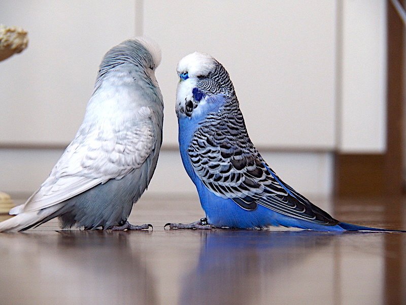 【希少初版】趣味と実益を兼ねた高級セキセイと牡丹インコ Amazon.co.jp: 太洋産業貿易 ﾇｲｸﾞﾙﾐｾｷｾｲｲﾝｺ(ｸﾞﾘｰﾝ) : おもちゃ