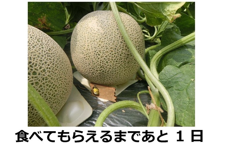開花後５７～６０日後に収穫できる品種です。収穫適期に入りました。 ※農園へのコンタクトはこちら http://furano-kanofarm.com/