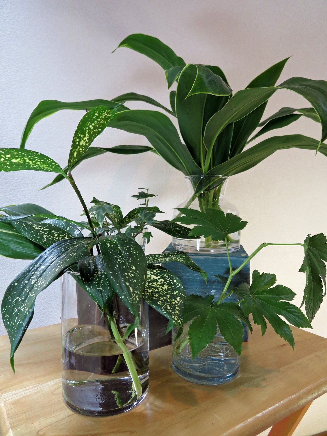 8月8日は 葉っぱの日 花と日々 Yas Note 8月8日は 葉っぱの日 花と日々 Yas Note