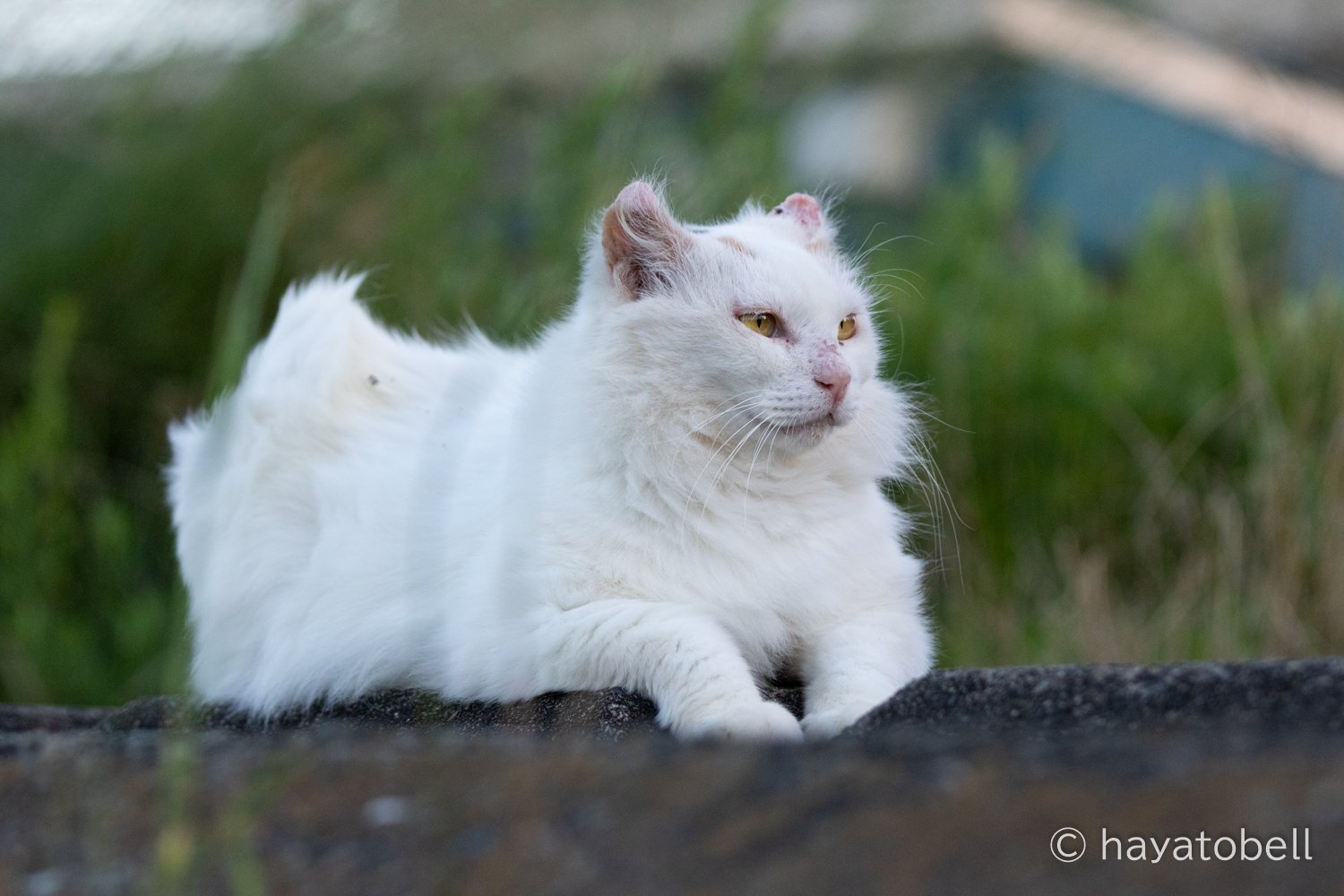 美しい猫 猫写真家 猫田晃広 Note