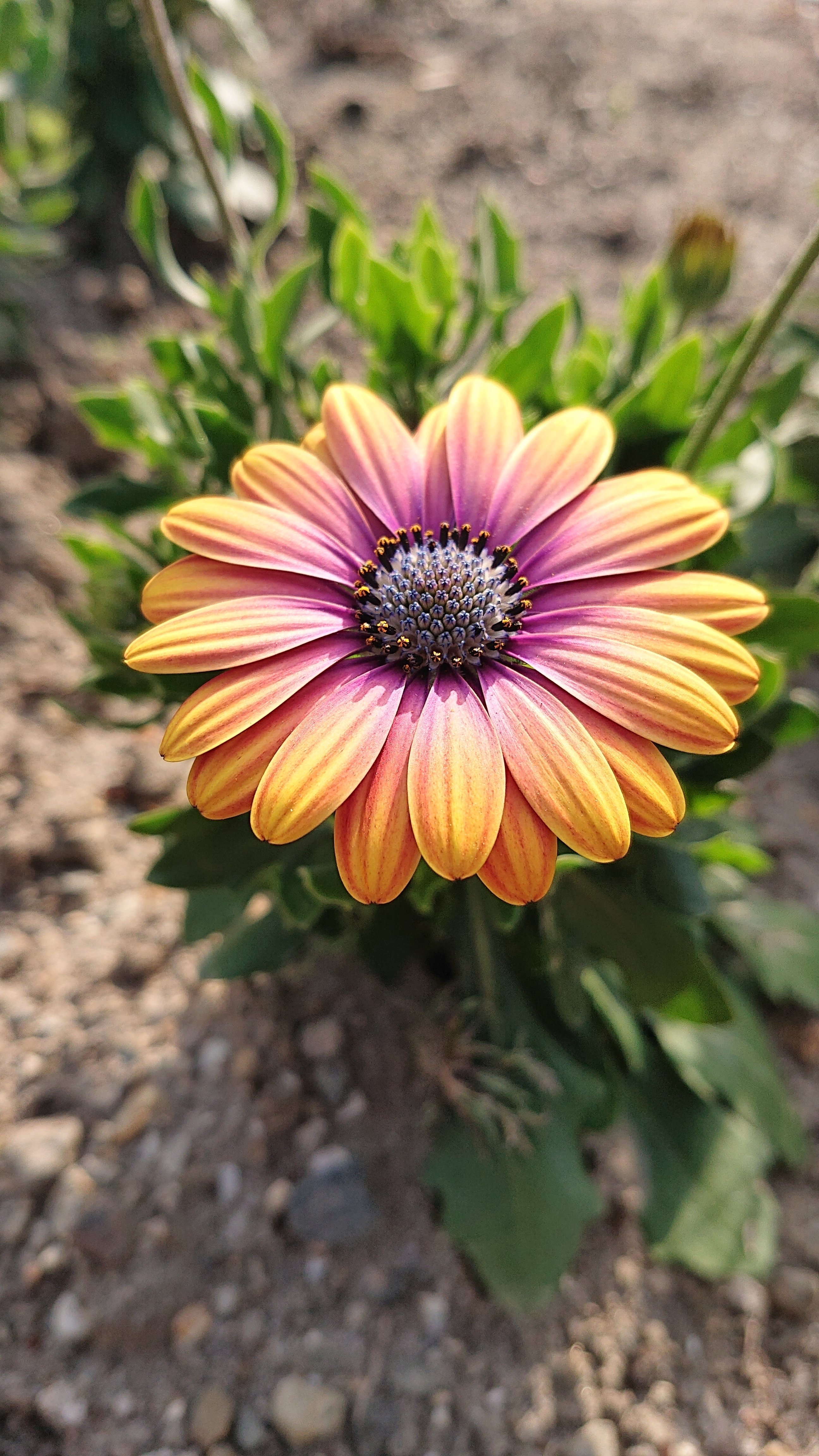 一輪の花 Abebejack Note 一輪の花 Abebejack Note