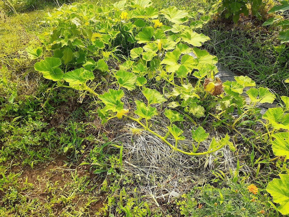 今日の畑 8 8分 オクラ かぼちゃ スベリヒユの花 はた坊 Note 今日の畑 8 8分 オクラ かぼちゃ スベリヒユの花 はた坊 Note
