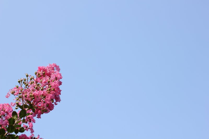 花の写真は撮るけど何の花かはわからない…今はGoogle検索とかあるから調べられるっちゃ調べられるんだけど…