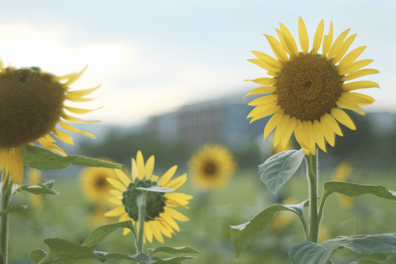 アネモネとひまわり ひまわり。いろんな方向を向くのですね。 #オールドレンズ｜ハタモト