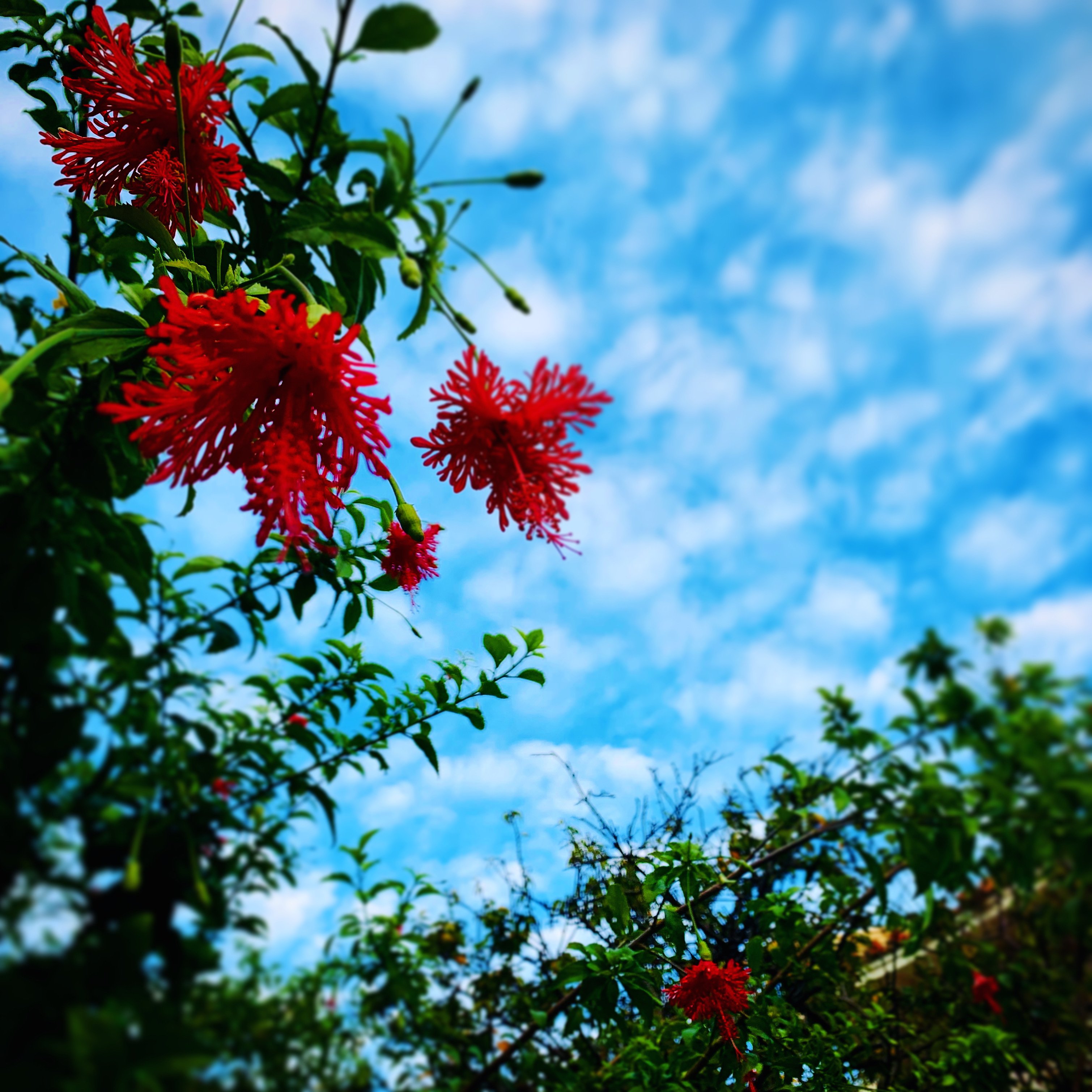 青い空と白い雲の背景に赤い花って自然界は芸術家だと想う ミーちゃん In Okinawa Note