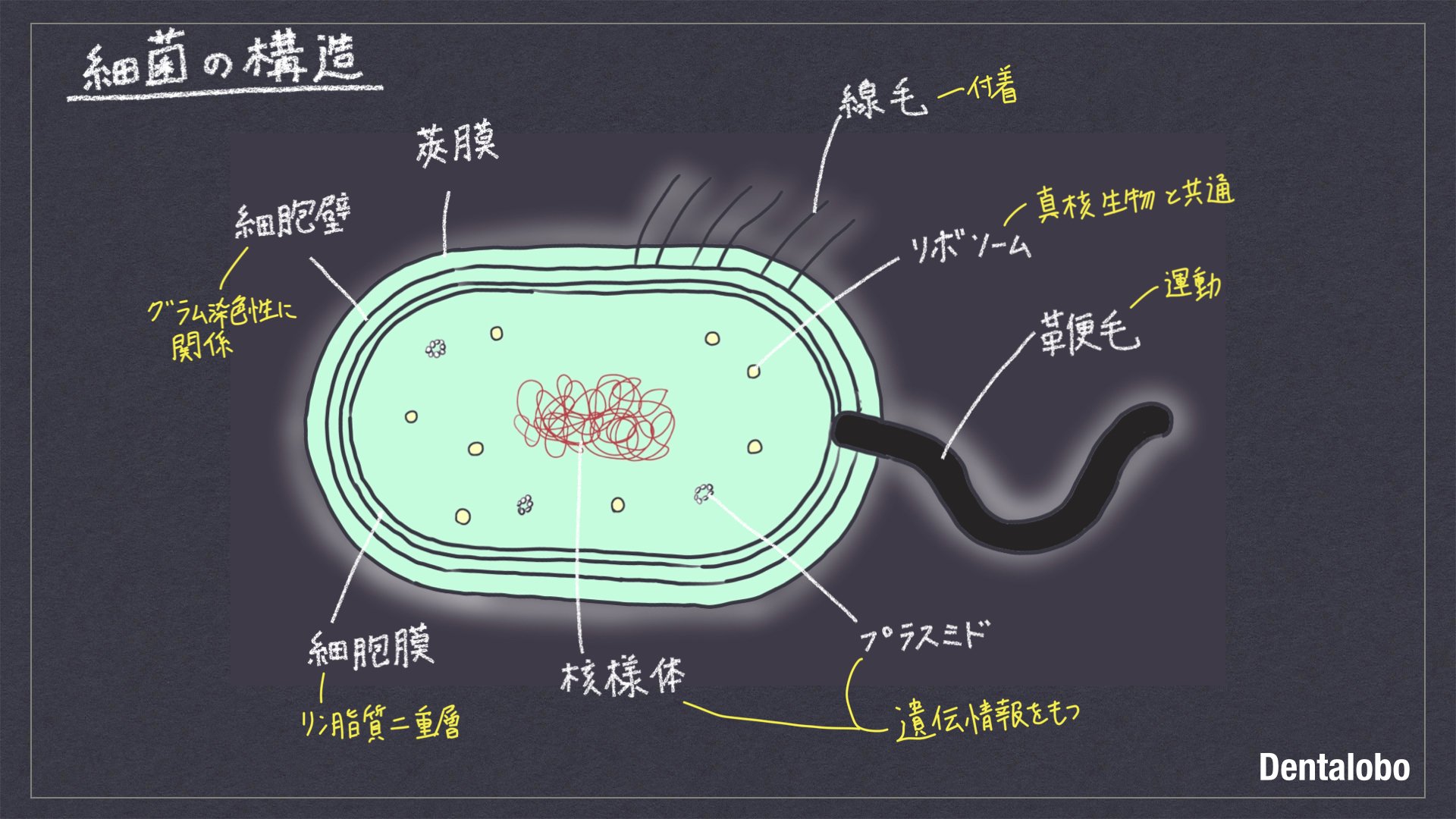微生物学・口腔細菌学｜Dentalobo