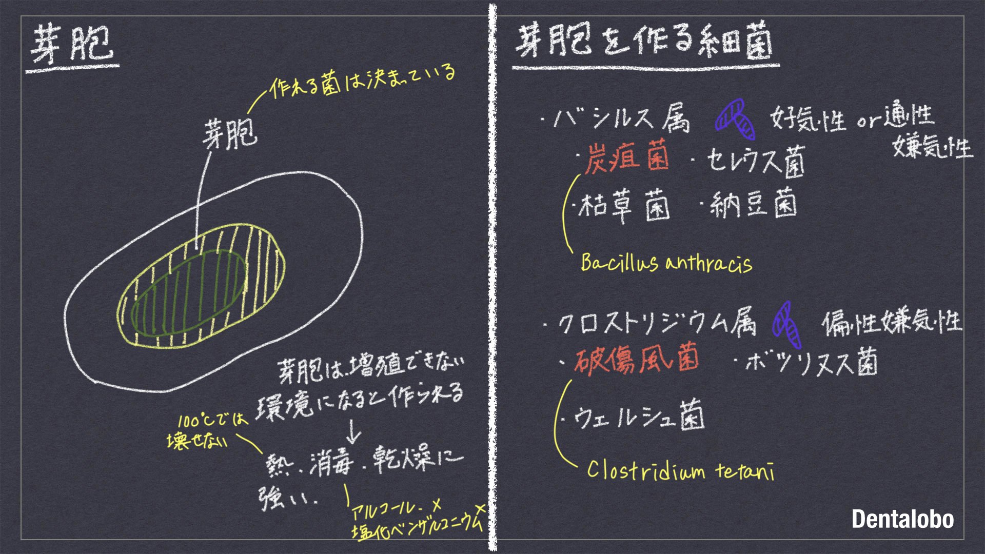 微生物学・口腔細菌学｜Dentalobo